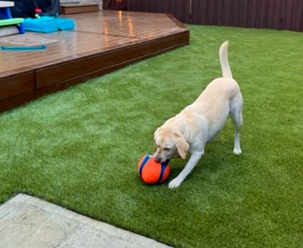 dog playing in a backyard